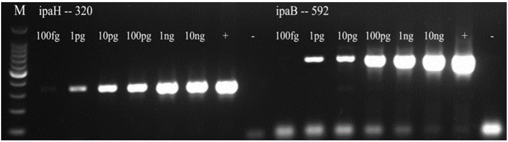 Primer group used for multiple PCR detection by aiming at salmonella and Shigella in food, kit and detection method thereof