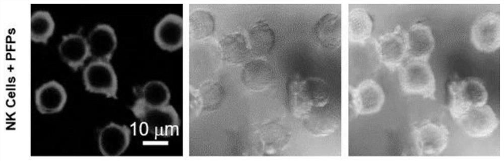 Fluorescent polymer based on aggregation-induced emission effect as well as preparation method and application thereof