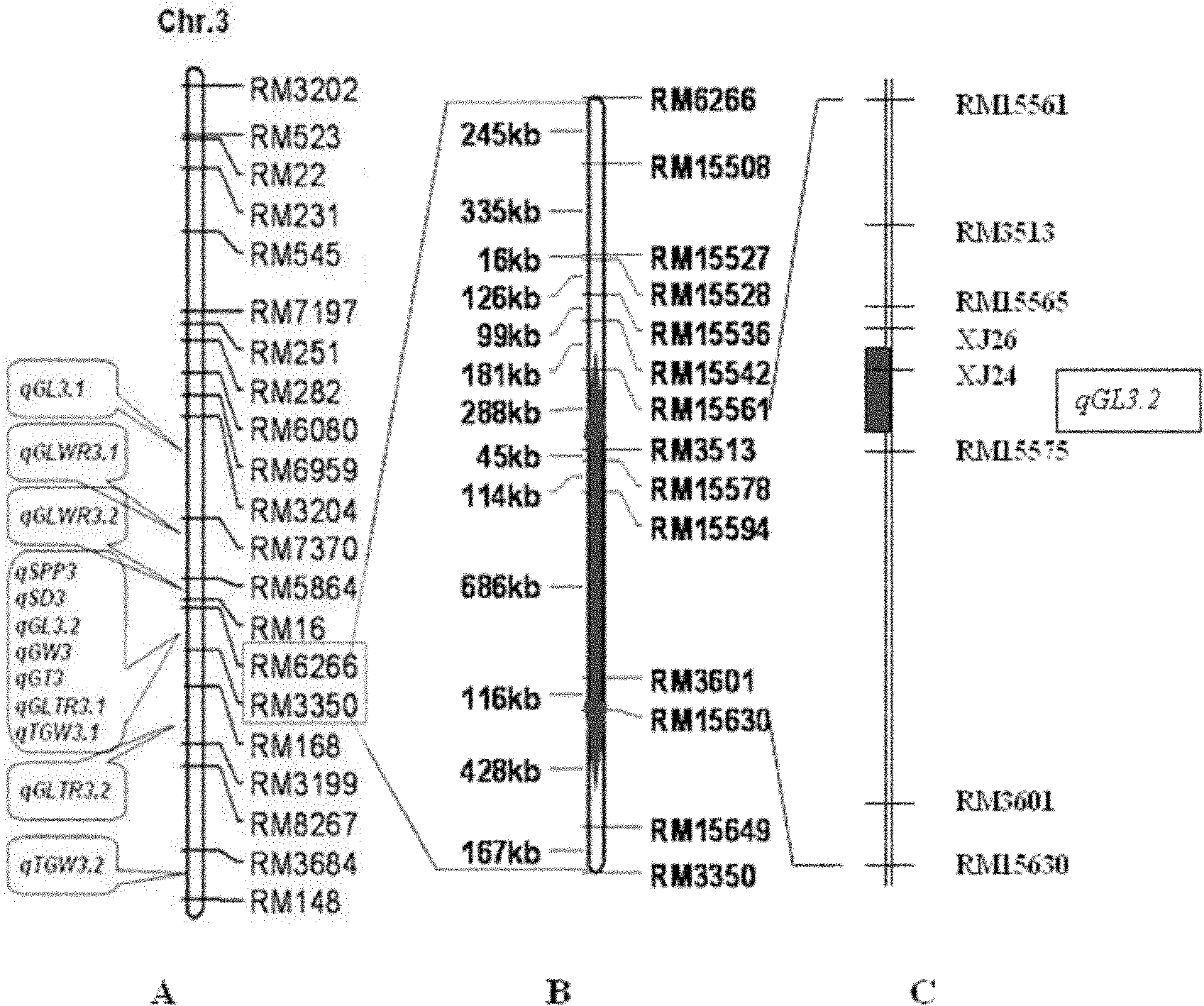 Molecular marking method for major quantitative trait loci(QTL) for rice grain length