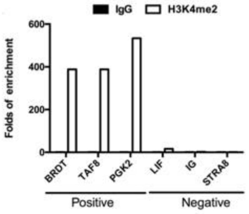 Sperm chromatin co-immunoprecipitation method