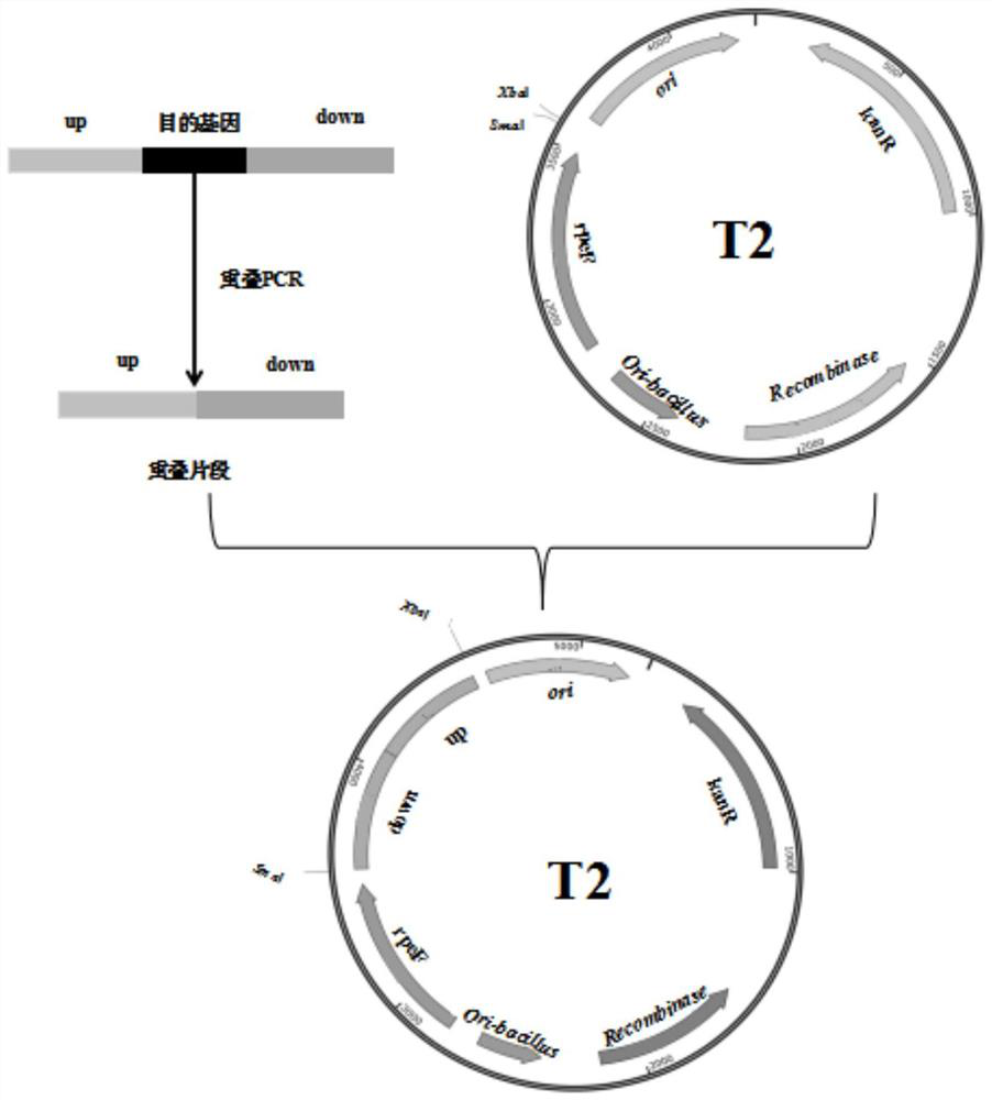 Engineering bacterium for producing heterologous alkaline protease and construction method thereof