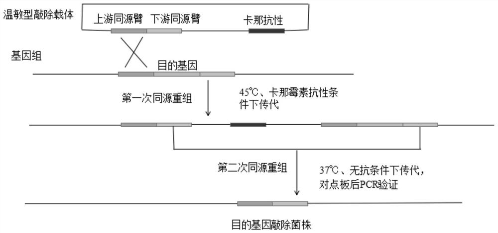 Engineering bacterium for producing heterologous alkaline protease and construction method thereof