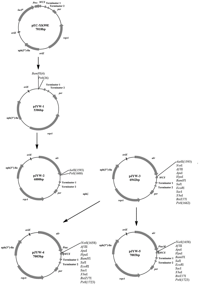 A coryneform expression system independent of antibiotics as selection pressure