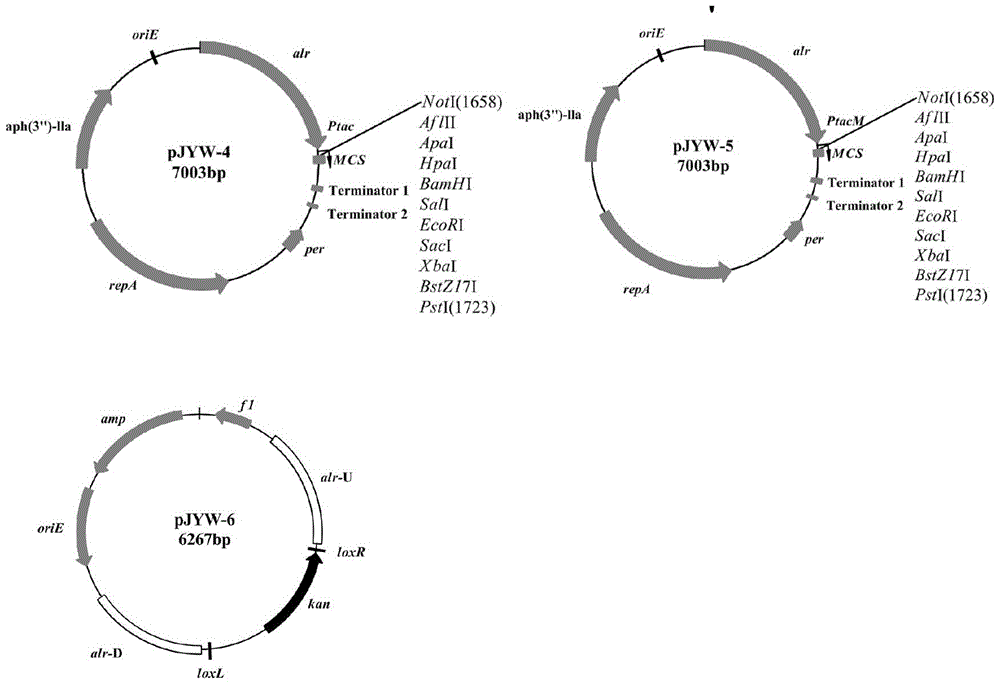 A coryneform expression system independent of antibiotics as selection pressure