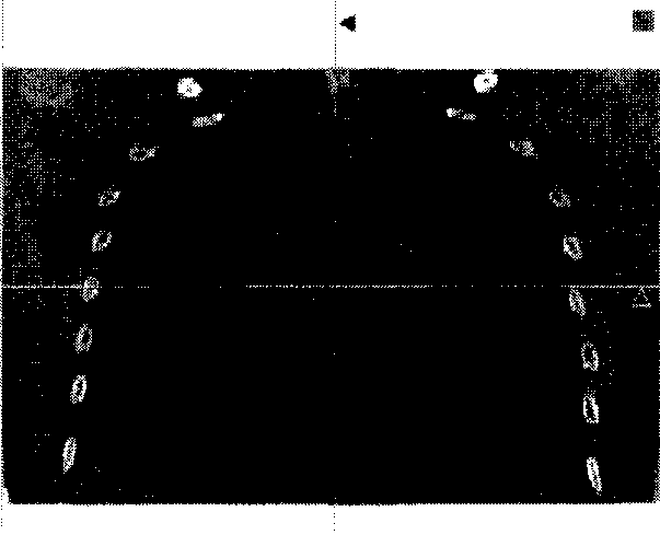 Rib auto-demarcating method and device