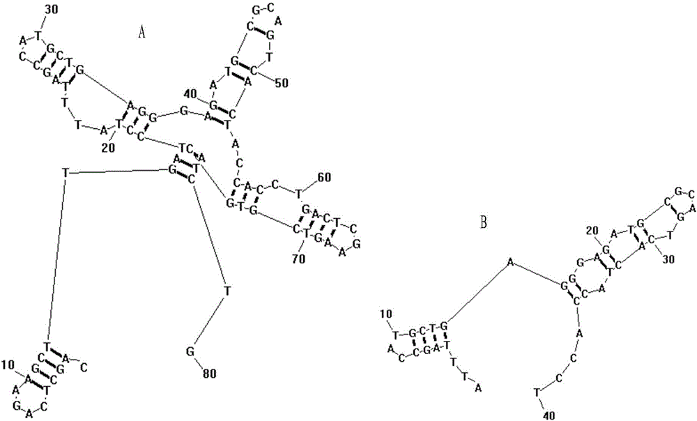 Group of nucleic acid aptamers for specifically recognizing okadaic acid