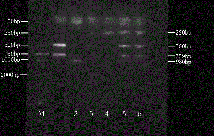 PCR detection method for detecting four kinds of poultry respiratory disease pathogens simultaneously