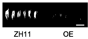 Method for regulating size and grain weight of rice seeds