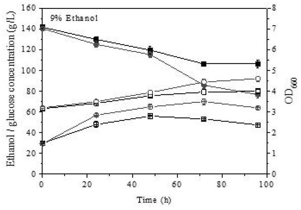 Ethanol-tolerant, high-temperature-tolerant and high-permeability-tolerant multi-tolerance fermentation strain and construction method