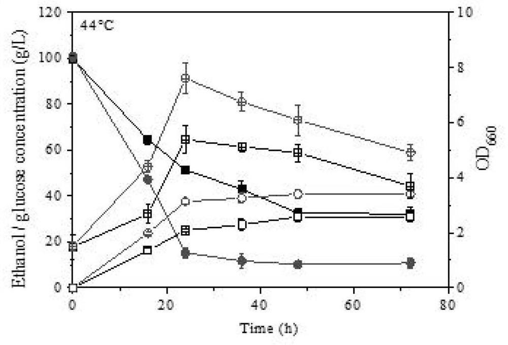 Ethanol-tolerant, high-temperature-tolerant and high-permeability-tolerant multi-tolerance fermentation strain and construction method