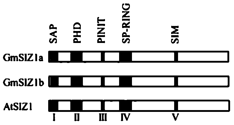 Plant stress resistance-related GmSIZ1a/b protein and coding gene and application thereof