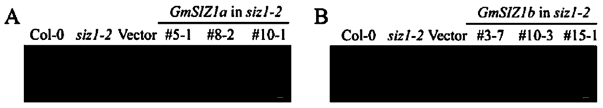 Plant stress resistance-related GmSIZ1a/b protein and coding gene and application thereof