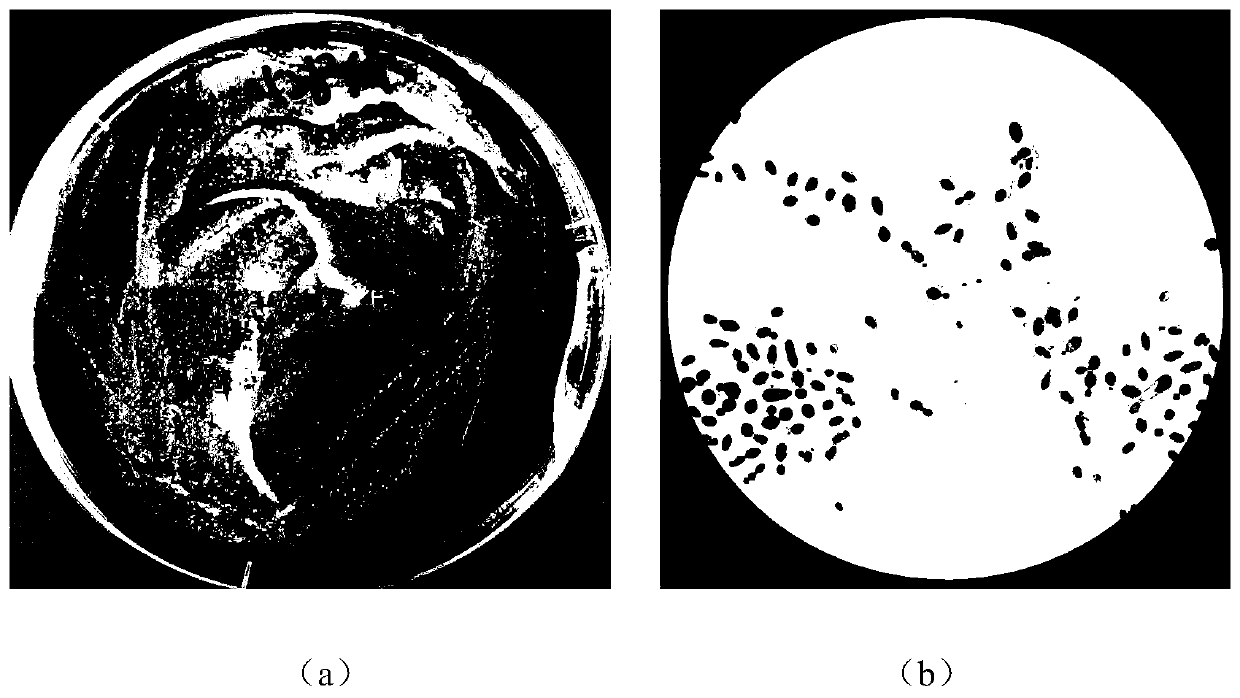 Tremella fuciformis strain and application thereof in tremella polysaccharide production