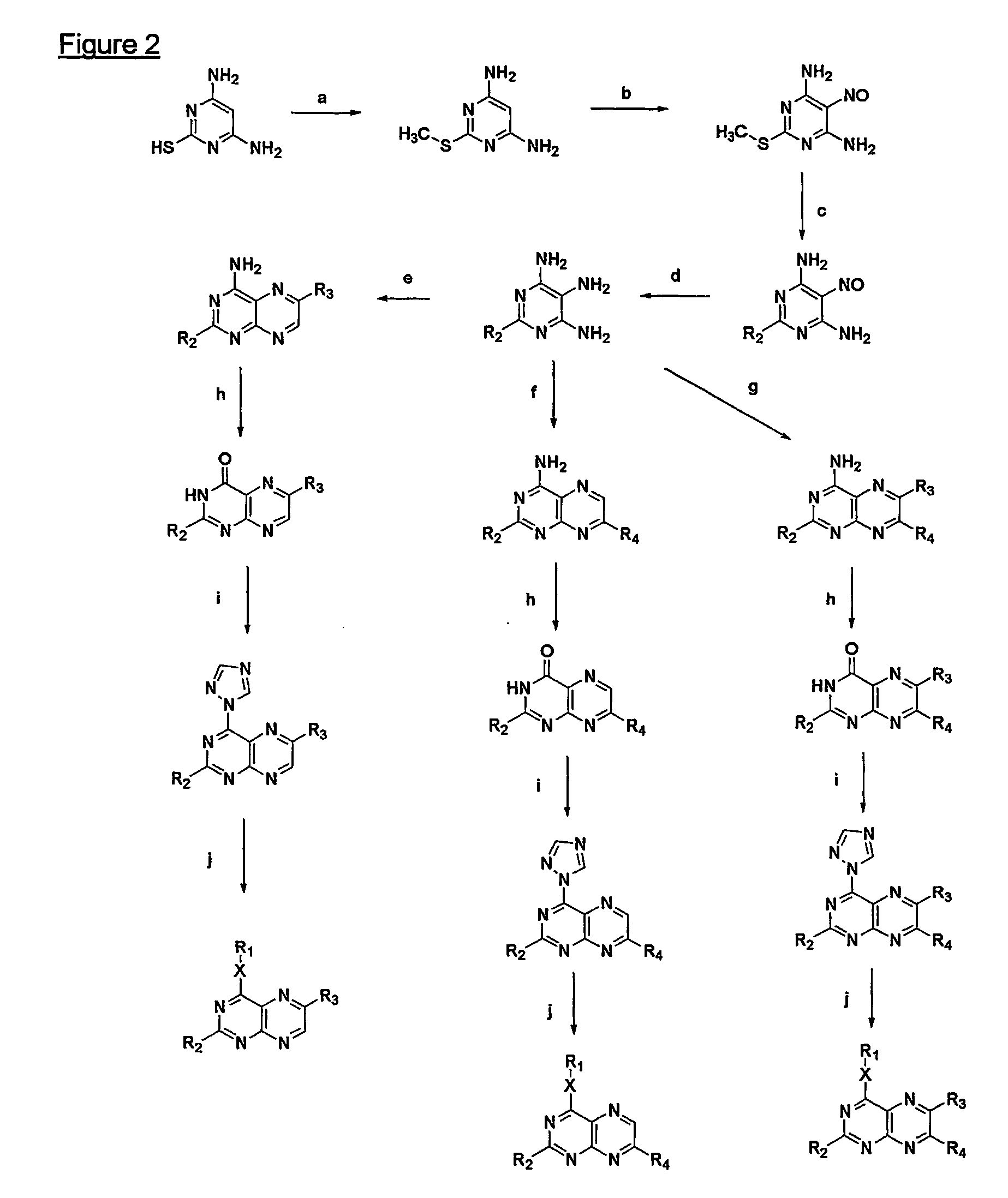 Immunosuppressive effects of pteridine derivatives