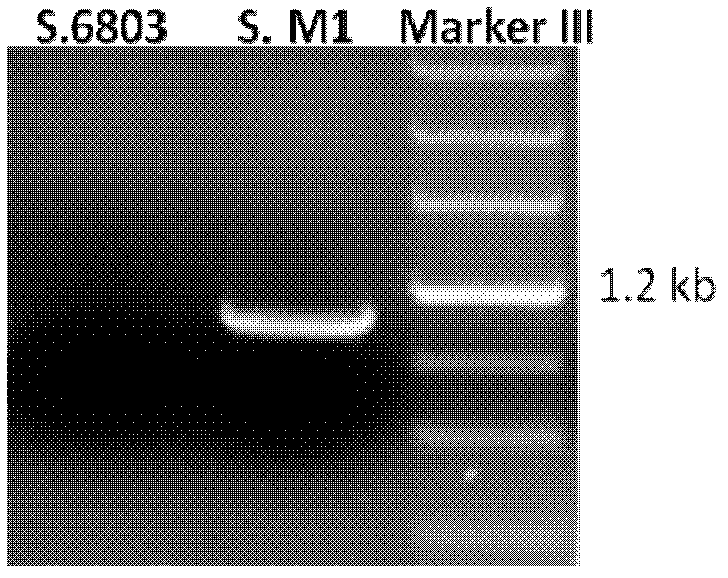 Recombination blue-green alga for producing lactic acid as well as preparation method and applications thereof