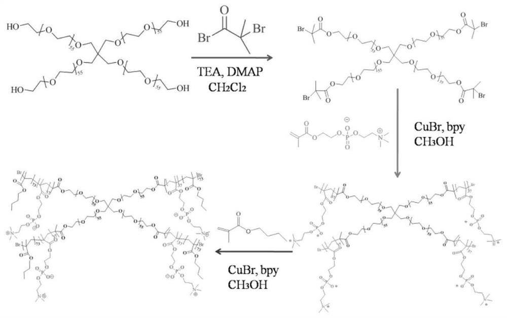 Star polymer drug carrier and preparation method thereof