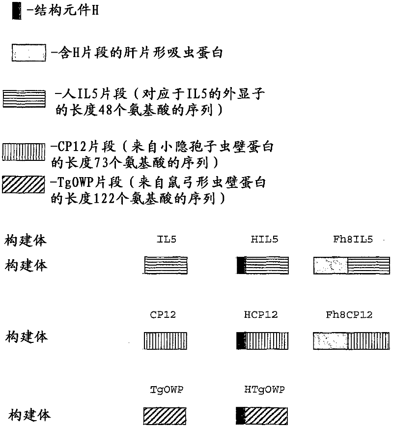 Fusion proteins the process to preparation and utilization in expression systems of recombinant proteins