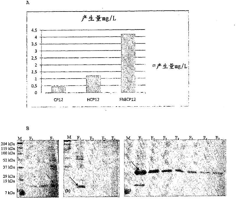 Fusion proteins the process to preparation and utilization in expression systems of recombinant proteins