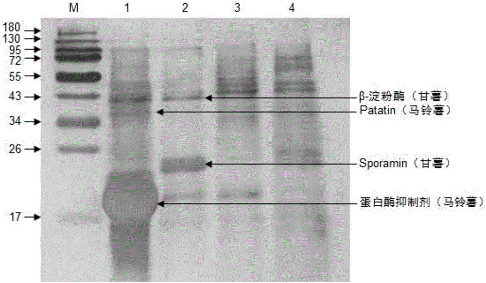 Method for identifying doping or not of foreign starch in potato food