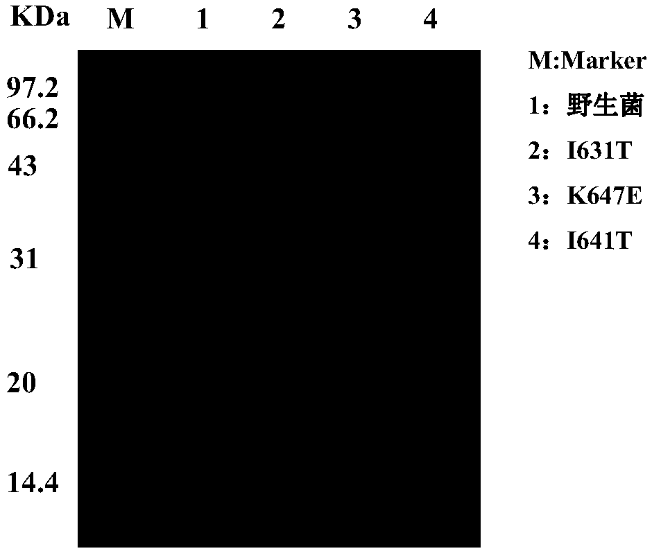 Preparation and application of cyclodextrin glycosyltransferase mutant