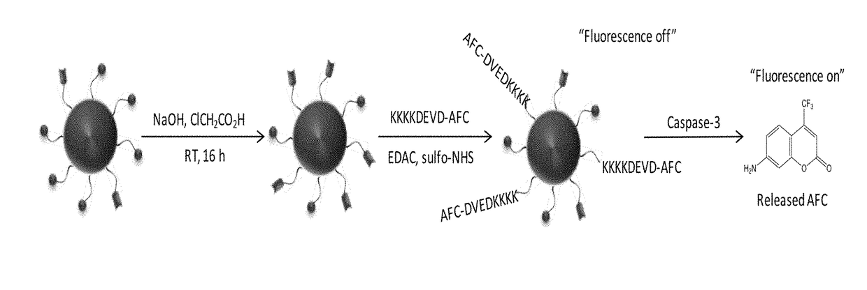 Dual-modality Imaging Probe for Combined Localization and Apoptosis Detection of Stem Cells