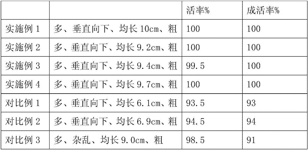 Method for fast cuttage seedling breeding of pfaffia Brazilian Ginseng