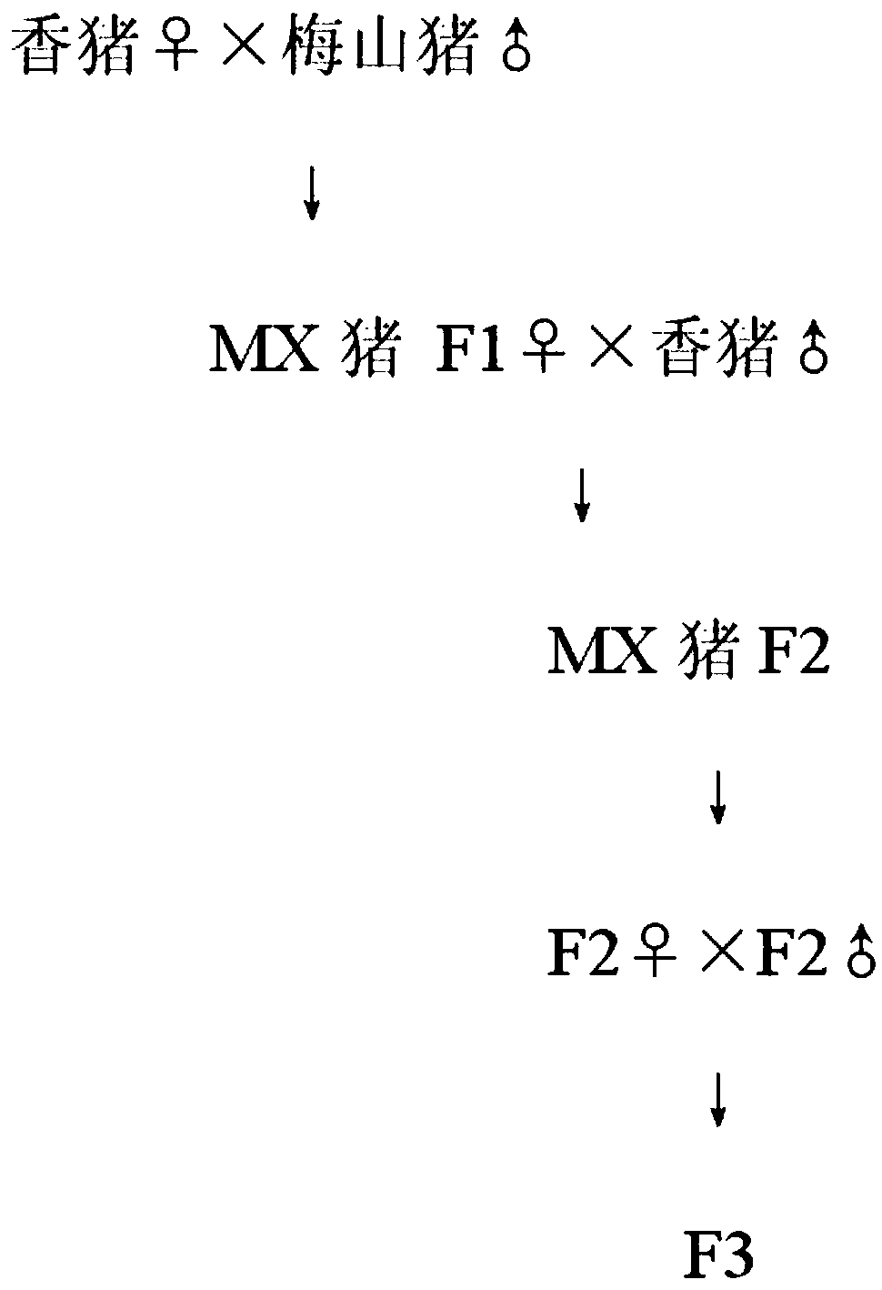 Breeding method for raising farrowing rate of Congjiang pigs