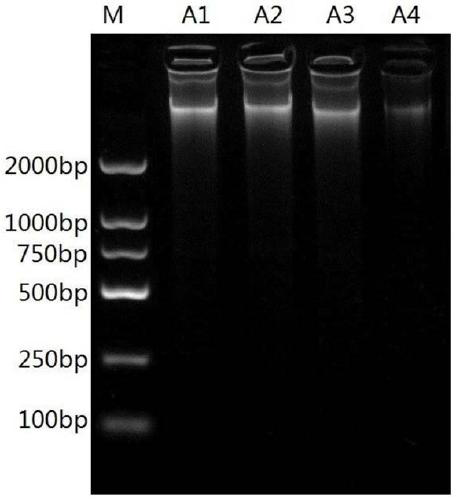 Tiger-derived pseudorabies virus detection kit and tiger-derived pseudorabies virus detection method