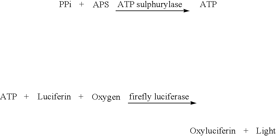 Method for determining the amount of template nucleic acid present in a sample