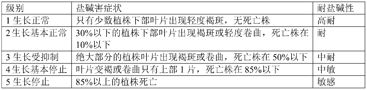 Method for efficiently screening saline-alkaline tolerant barley germplasm