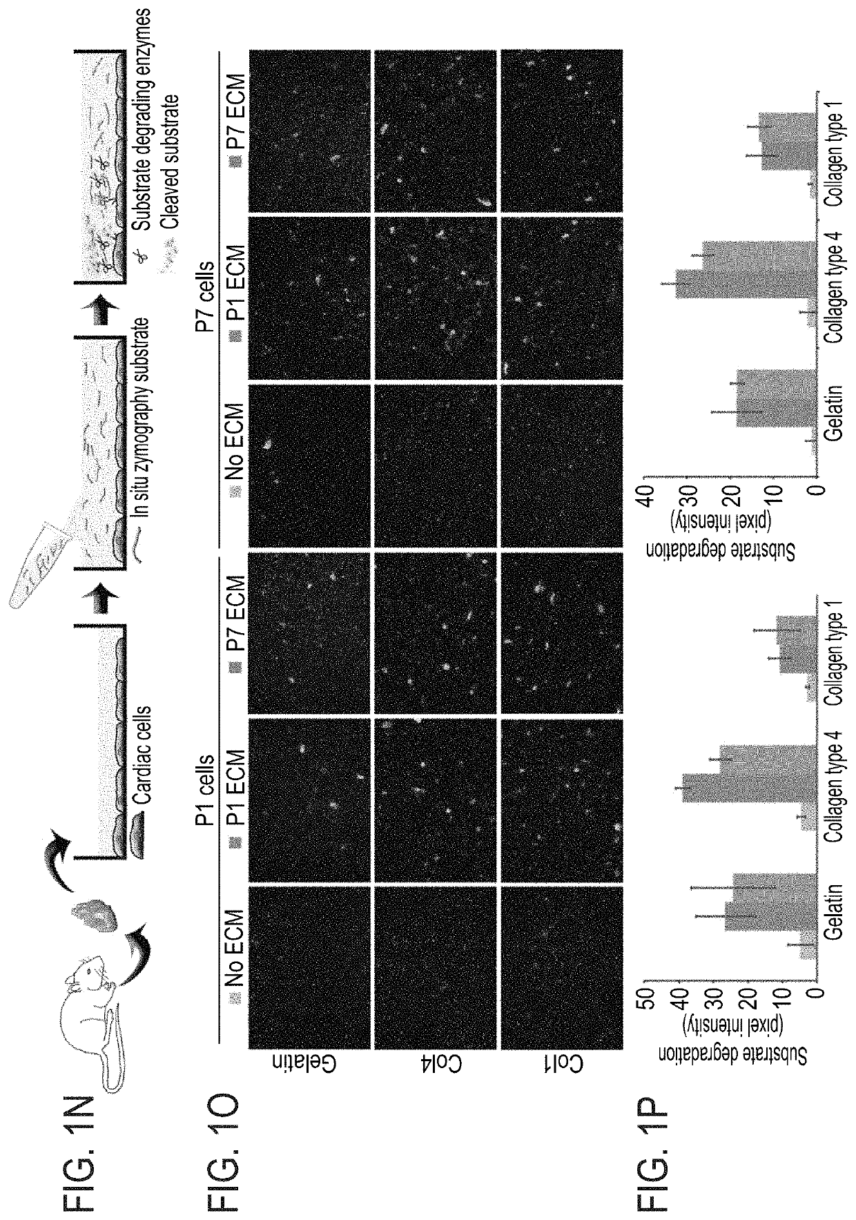 Method of inducing cardiomyocytes proliferation and treating heart diseases