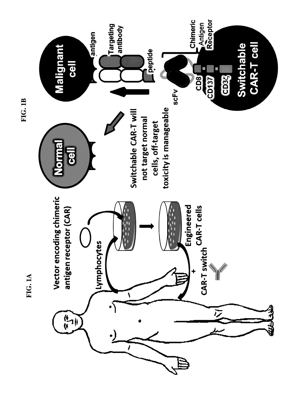 Peptidic chimeric antigen receptor T cell switches and uses thereof