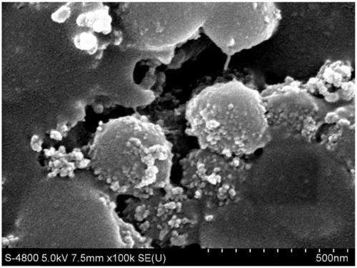 Underwater oleophobic structural color film, and preparation method and application thereof