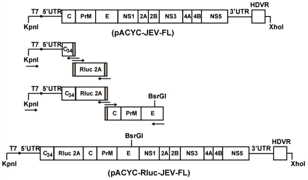 Japanese encephalitis virus (JEV) infectious clone with luciferase gene and building method and application thereof