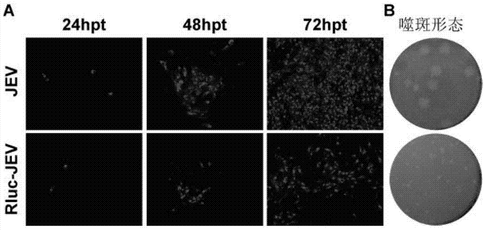 Japanese encephalitis virus (JEV) infectious clone with luciferase gene and building method and application thereof