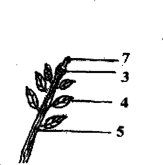 Pruning and cultivating method of Holium llicis latifoliae cion for grafting