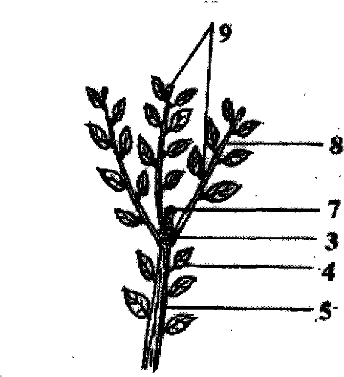 Pruning and cultivating method of Holium llicis latifoliae cion for grafting