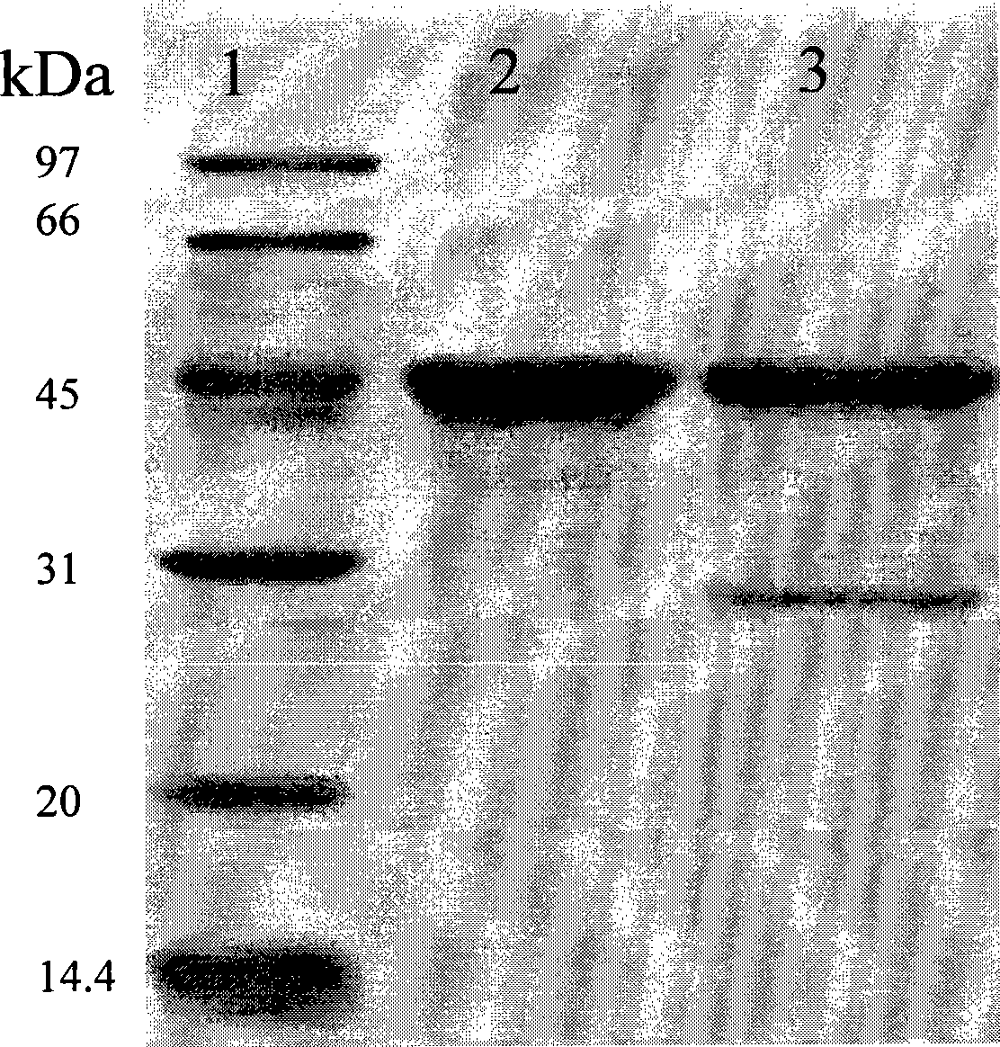 Cloning and expression of a novel phytase