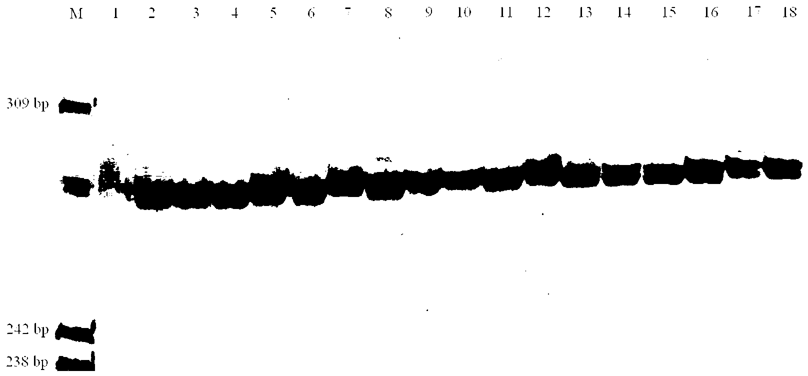 Method for rapidly detecting microsatellite markers of Charybdis feriatus