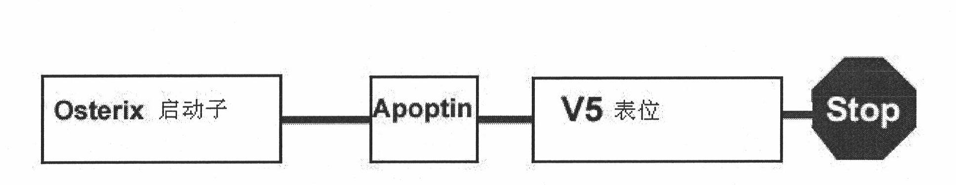 Recombinant lentivirus for carrying out targeted induction on osteogenic differentiated cell apoptosis as well as preparation method and application thereof