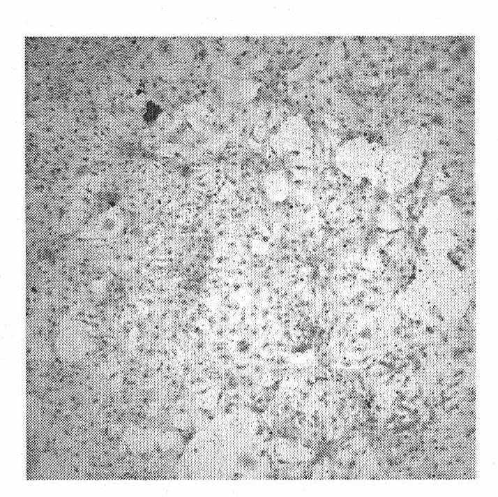 Recombinant lentivirus for carrying out targeted induction on osteogenic differentiated cell apoptosis as well as preparation method and application thereof