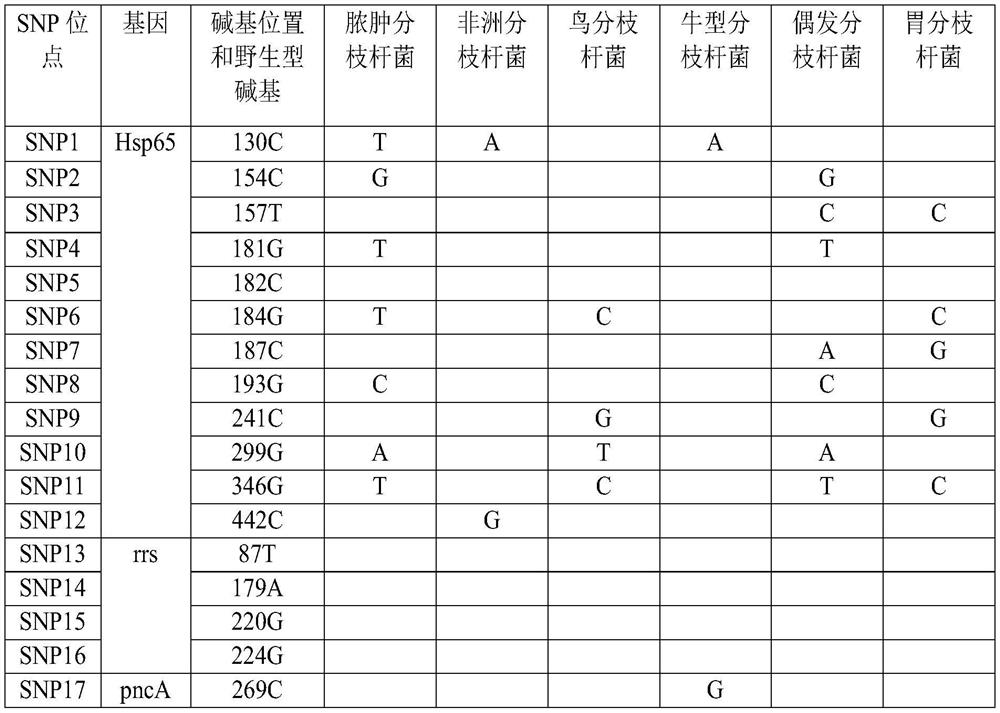 SNP molecular markers and methods, primer compositions, kits and applications for the identification of mycobacteria