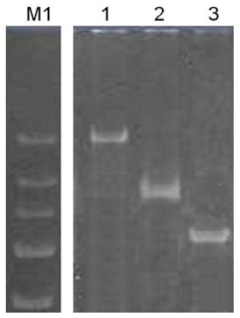 SNP molecular markers and methods, primer compositions, kits and applications for the identification of mycobacteria