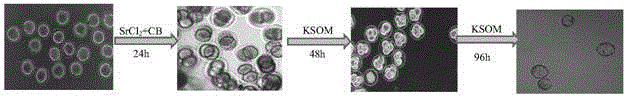 Induction and culture line establishment method for mammal parthenogenetic epiblast stem cells and obtained parthenogenetic epiblast stem cell line