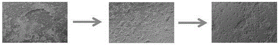 Induction and culture line establishment method for mammal parthenogenetic epiblast stem cells and obtained parthenogenetic epiblast stem cell line