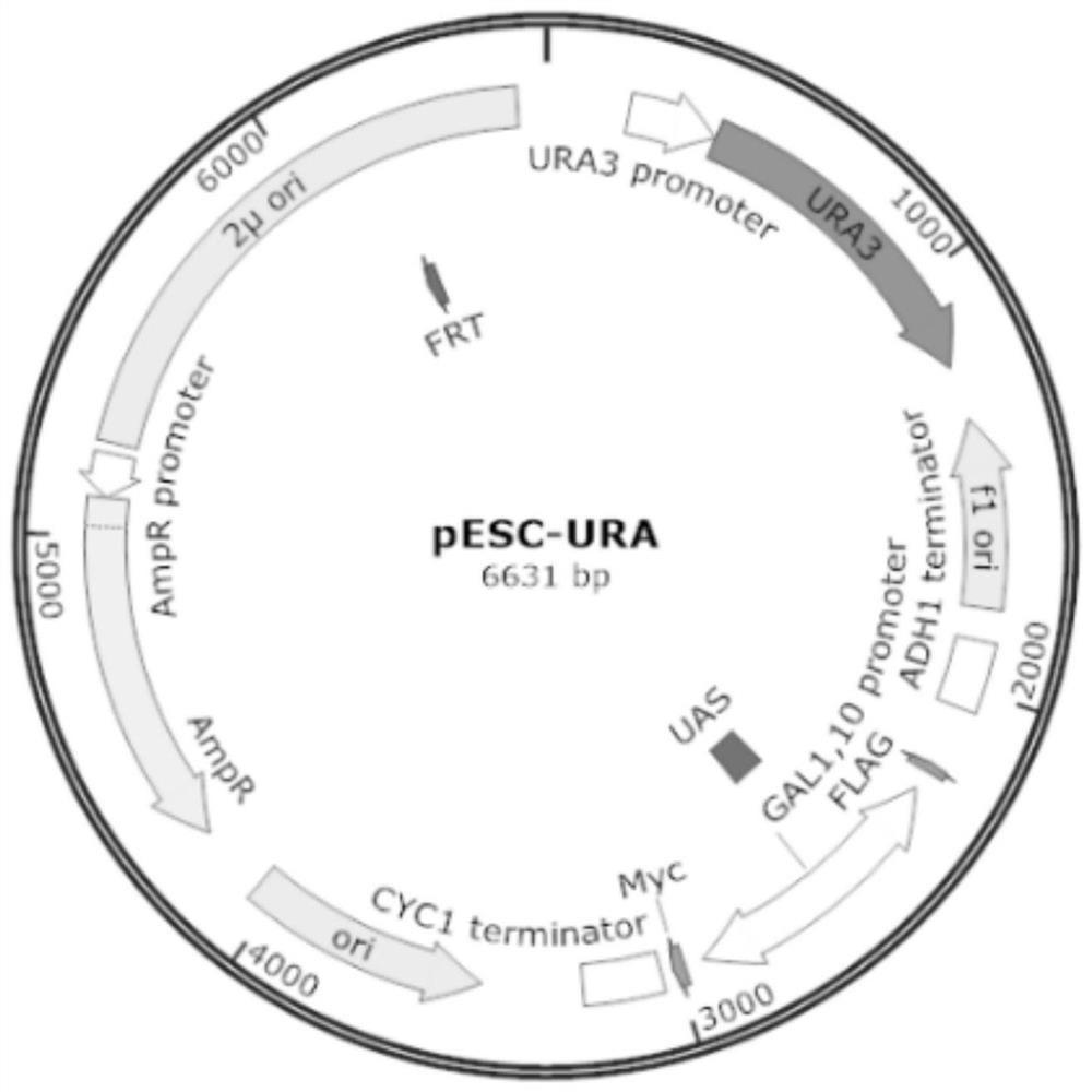 Application of saccharomyces rouxii gene in improving yield of HDMF produced by microorganisms