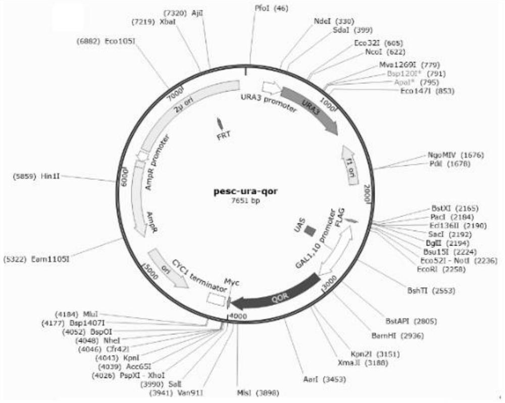 Application of saccharomyces rouxii gene in improving yield of HDMF produced by microorganisms