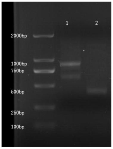 Polypeptide, CD19 single domain antibody, preparation method, nucleotide sequence and kit thereof