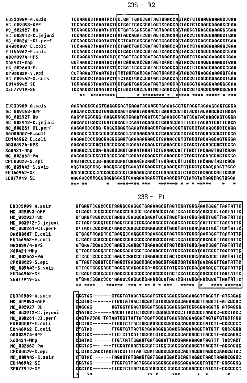 Gene chip, kit and method for detecting common pathogenic bacteria of piglets