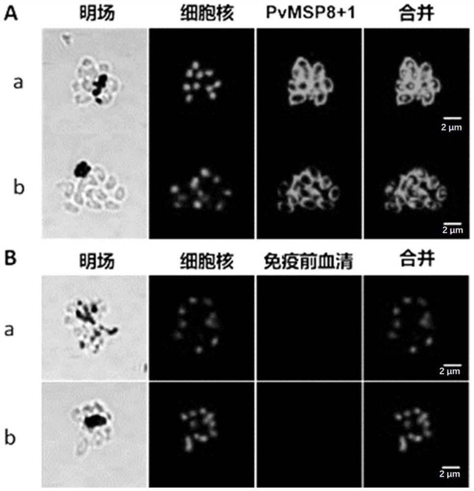 Antibody for inhibiting growth of Plasmodium cynomolgi in vitro